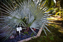 Brahea decumbens. PlaquesPlants metal plates to identify your plants