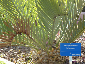 Encephalartos lehmanni, color azul y tama�o de la placa grande. Se aprecian los dos remaches.