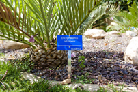 Letrero azul anodizado tama�o grande remachado. Encephalartos lehmanni