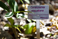 Sign with red letters small and riveted to the aluminum base. Ceratozamia miqueliana