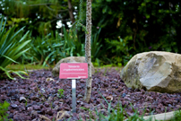 Anodized red sign with adjustable base. Taiwania criptomerioides.