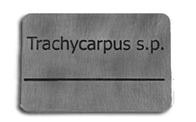 Placa metalica para identificar plantas, en este caso solo se entrega la placa fresada sin la base de aluminio. Ejemplo de Trachycarpus.