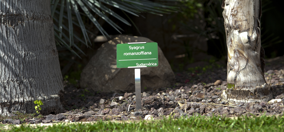 Syagrus green plaque